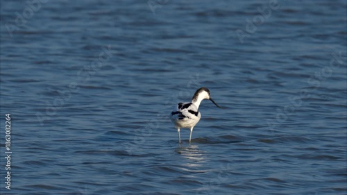 A Pied Avocet walking in shallow water