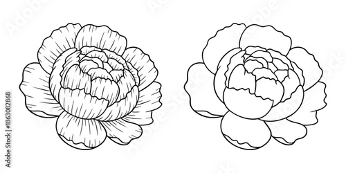 Peony november birth month flower, line art vector set in monochrome style. Hand drawn botanical illustration. Floral sketch expressing individuality, minimalism and tattoo design concepts.