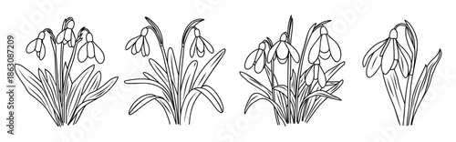 A minimalist black and white line drawing of snowdrop flower arrangements, the January birth month flower. Vector illustration isolated on transparent background