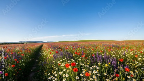 Vibrant Wildflowers in a Sunny Field.