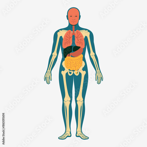 Human body anatomy with internal organs visible
