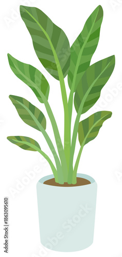 観葉植物のイラスト オーガスタ ベクター素材