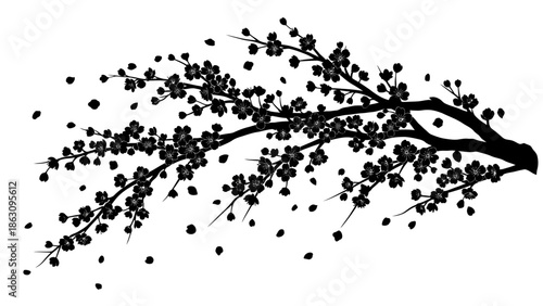 Black Silhouette of Cherry Blossom Branch.