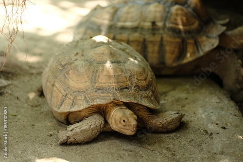 A young Aldabra tortoise on the floor of a concrete pool at the zoo. A large land tortoise