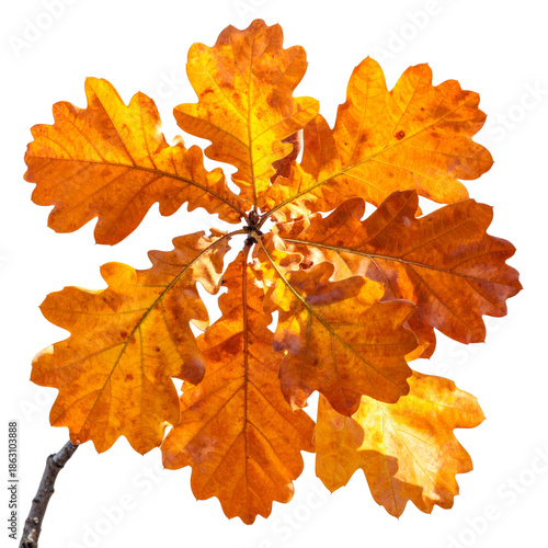 Autumn Oak Tree Branch with Brown and Orange Leaves, Close-Up Detail, Isolated on Transparent Background