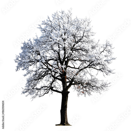 Bare Winter Tree with Thin Branches and Light Snow Dusting, Minimalist Silhouette, Isolated on Transparent Background