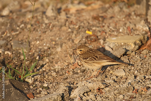 Paddy Field Pipit