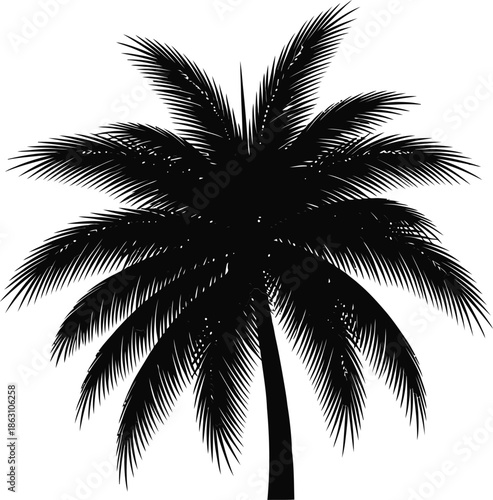 palm tree silhouette on white background