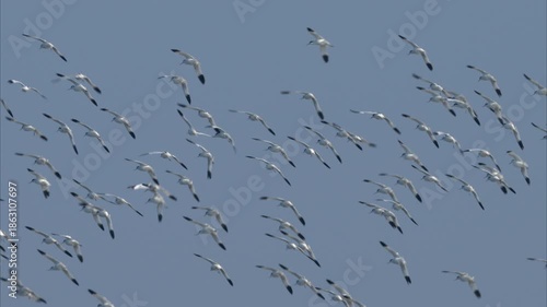 A group of Pied Avocets flying and landing