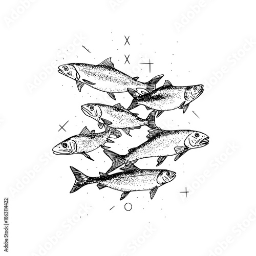 A school of fish swimming together in a hand drawn style illustration on a white background view
