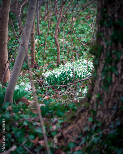 Wild white snowdrops blooming on a green forest floor in spring