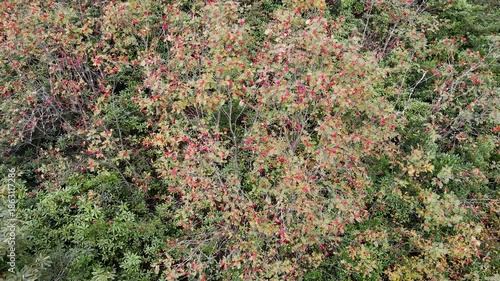 A footage of a rowan tree and its fruits in the forest.