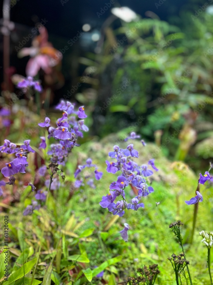 Obraz premium Purple flowers blooming in the greenhouse