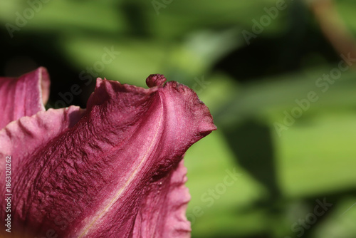 A detailed macro shot of a deep purple petal, showing rich texture, subtle ve...