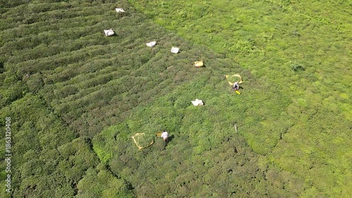 Footage of tea fields and people harvesting tea on steep, sloping slopes.