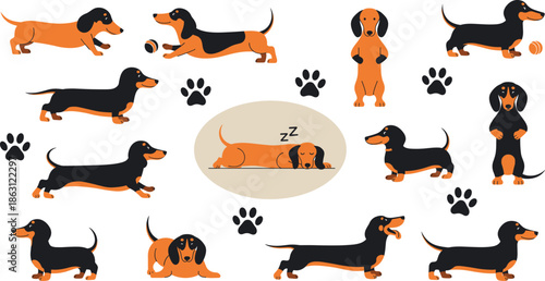 Dachshund illustration set of dogs in various poses and actions