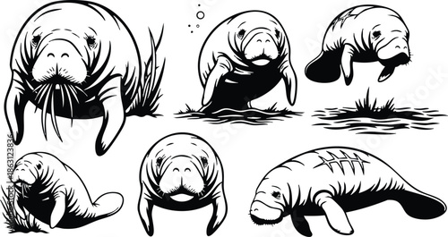 Line art close up group of manatee swimming and grazing in seagrass studies multiple poses isolated black ink illustrations calm marine educational anatomy reference vintage engraving