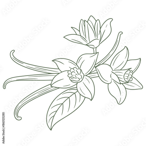 Detailed line art drawing of a vanilla orchid plant featuring multiple blossoms, leaves, and long aromatic.