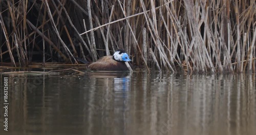 White-headed duck, a swimming duck species, usually lives in fresh waters and sea coasts. They feed by eating living creatures, greenery and plankton in the water with their spatula-shaped beak.