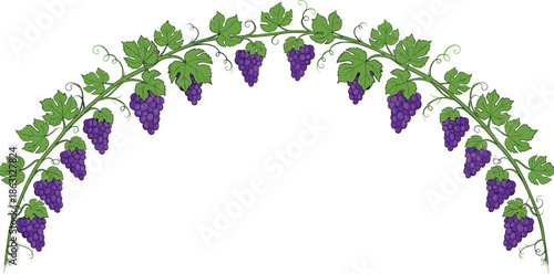 Purple grape vine with green leaves and tendrils on white background purple grapes