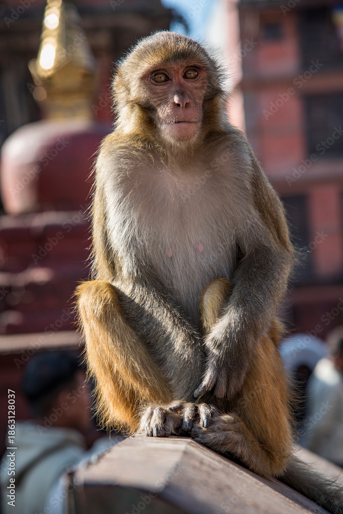 Obraz premium Playful macaque at Swayambhunath, the famous Monkey Temple in Kathmandu, Nepal, captured in a close-up portrait. Curious and mischievous, the monkey displays expressive eyes and detailed fur while sea