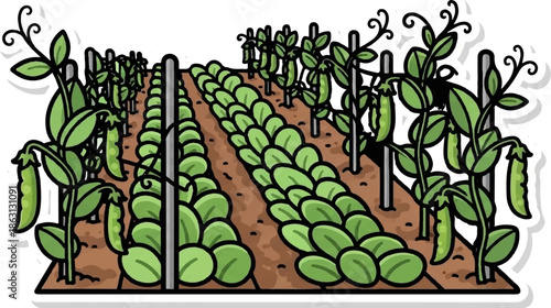 Illustration of a vibrant green garden with pea plants on trellises and rows of small leafy greens