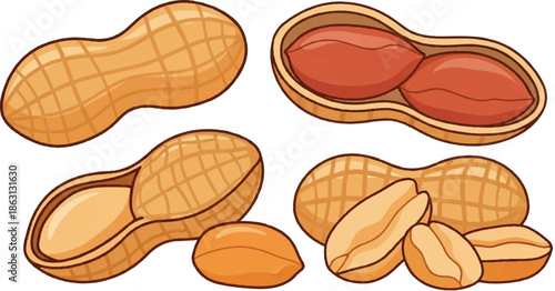 Illustration of peanuts in various states whole in shell, cracked open with seeds, and shelled seeds