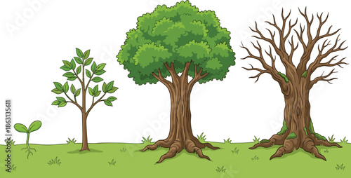 Tree growth stages illustration set, plant life cycle from sprout to mature and old tree, nature education vector