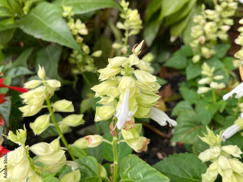 Fototapeta premium White Salvia is blooming in the flower garden.