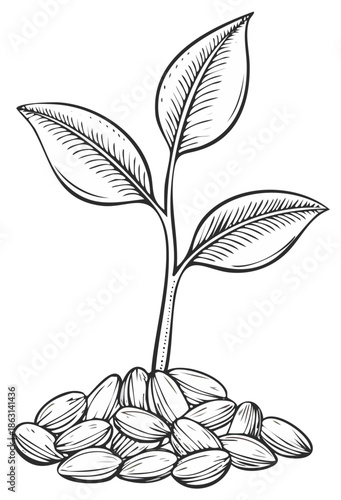 Vintage Engraving of a Young Plant Sprouting from Seeds, Symbolizing Germination and New Life