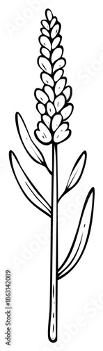 Minimalist black and white botanical flower line art illustration of a plant stem with buds
