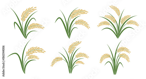 Collection of realistic illustrations of golden rice ears with green leaves in different cluster arrangements on a white background.