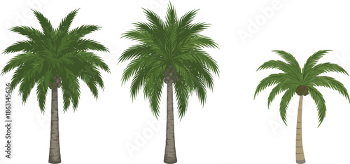 Realistic Palm Tree Collection with Tropical Coconut and Date Palms for Summer Landscapes, Beach Illustrations, Island Nature Scenes, and Exotic Vector Designs