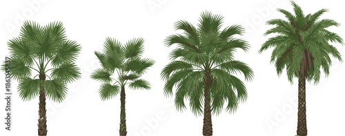 Realistic Palm Tree Collection with Detailed Tropical Palm Variations for Nature Illustrations, Landscape Design, Travel Graphics, and Botanical Vector Projects