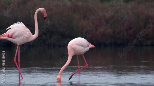 Greater Flamingos standing in the water eating