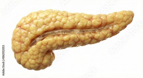 A photorealistic 3D render of a human pancreas, anatomically correct, clean and healthy yellowish lobular tissue texture, showing the head, body, and tail sections with the main pancreatic duct