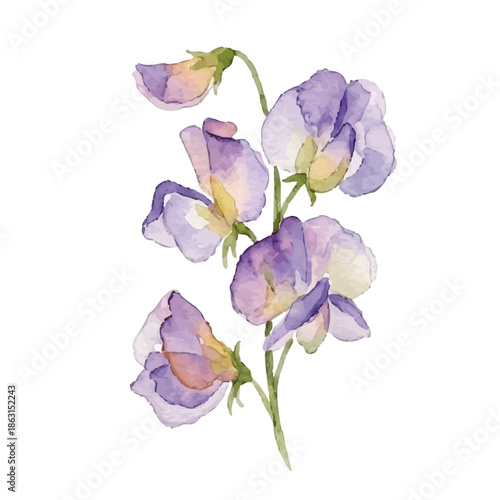 Watercolor-style sweet pea illustration