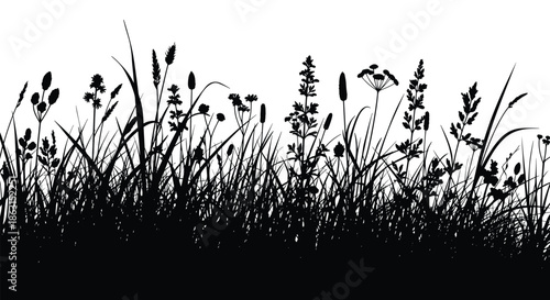 Detailed horizontal silhouette of a field with tall grass weeds and flowers against a white background for design.