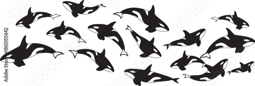 Set of swimming orca whales isolated on transparent background