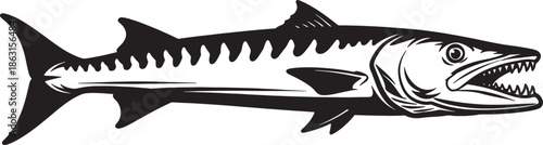 Stylized vector illustration of a great white shark isolated on transparent