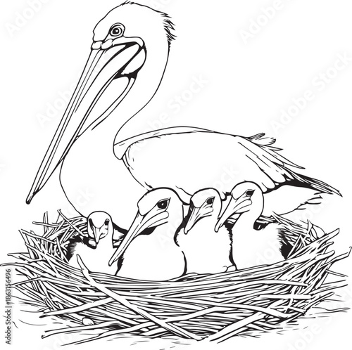 Pelican bird standing in shallow water on a beach with detailed feathers and long beak in a natural wildlife scene