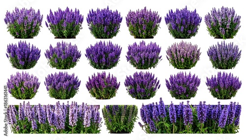 Lavender plant collection showcasing vibrant purple blooms in various arrangements.