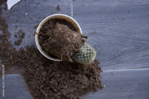 Photograph of a broken flowerpot and a cactus lying on the floor. Concept of domestic accidents.
