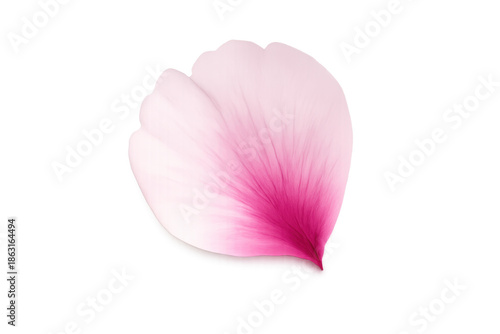 Pink cherry blossom petal softly falling, symbolizing spring, romance, grace, and tranquility on transparent background