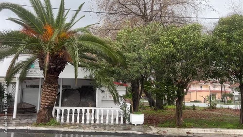 Palm tree sway in gentle rain with overcast skies and urban background