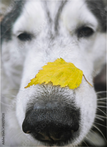 a Siberian Husky with a yellow leaf on its nose - the concept of autumn
