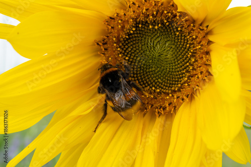Bee gathering nectar from a vibrant sunflower in a sunny garden setting