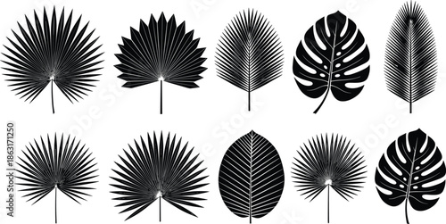 Set of tropical palm leaves silhouettes, jungle foliage including monstera and fan palm, black vector illustration for summer design.