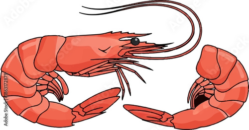 Two cartoon-style red shrimp are illustrated on a white background