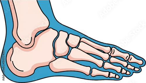 Stylized side view illustration of a human foot skeleton, showing bones in pink with blue tissue